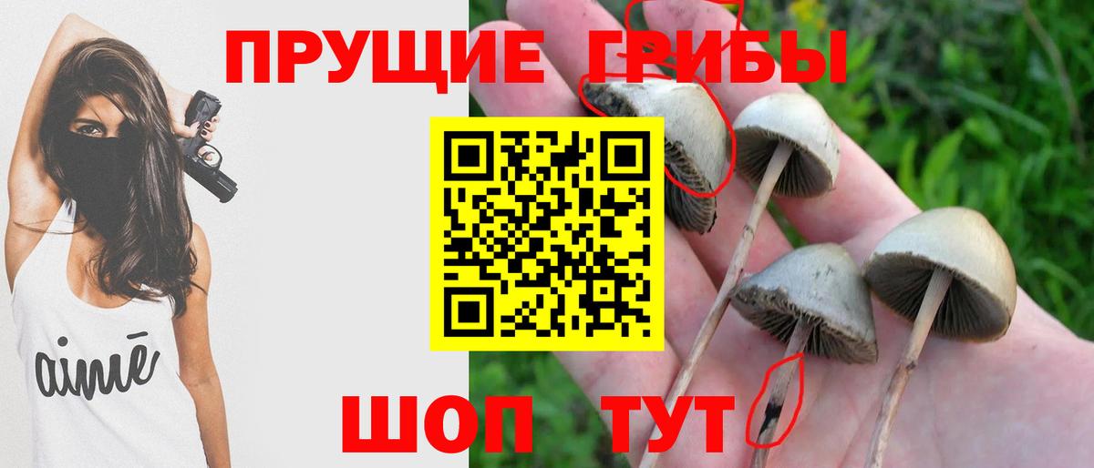 Псилоцибиновые грибы Psilocybine cubensis  Вход с VPN  Екатеринбург 